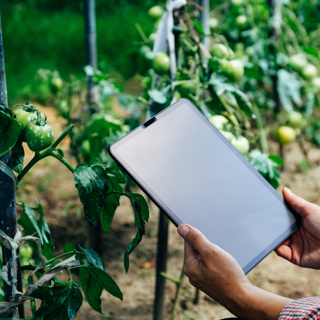 woman holding a tablet next to tomato plants