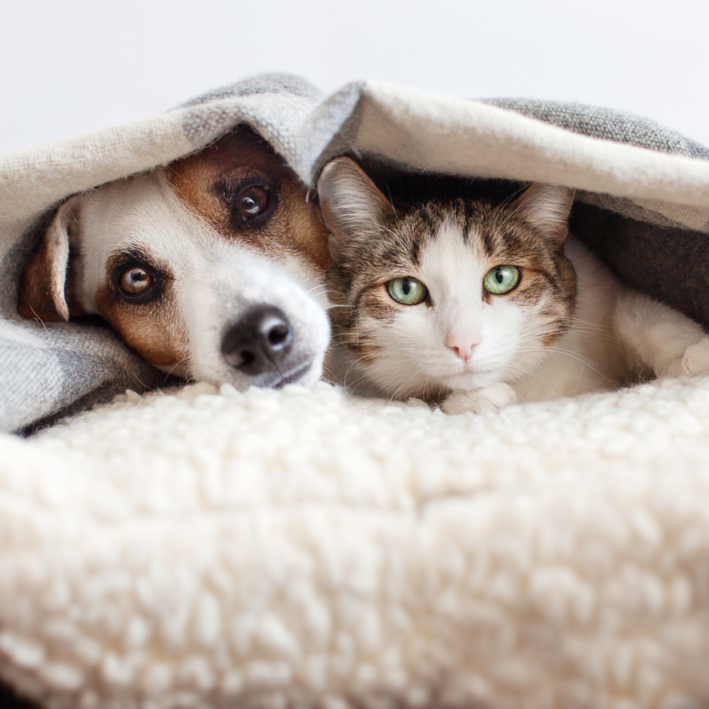 dog and cat under cover